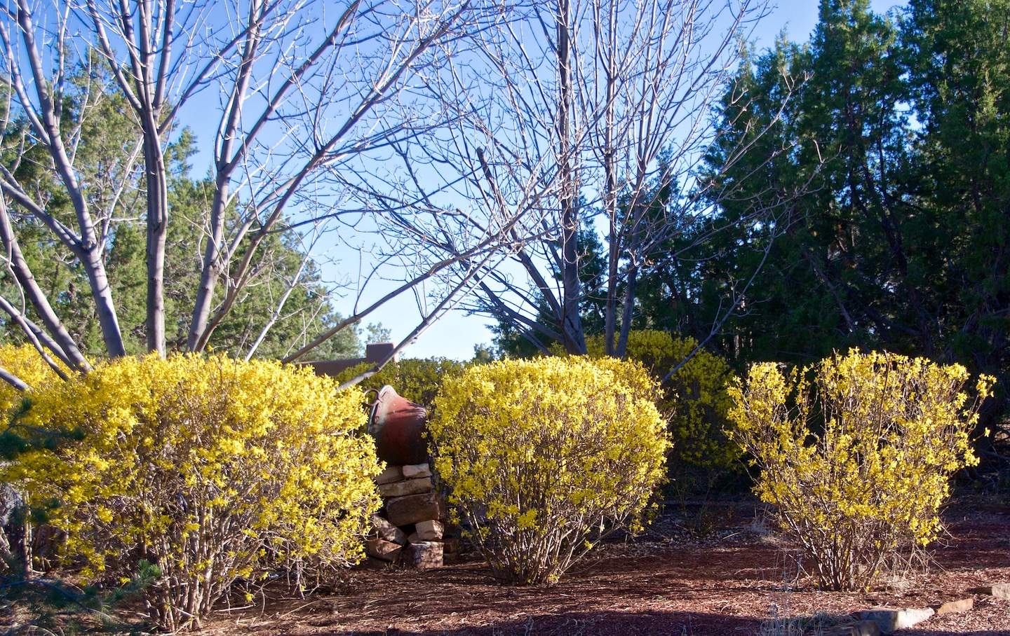 アイドル forsythiagoldenbells 1-Forsythia-early-spring-J-