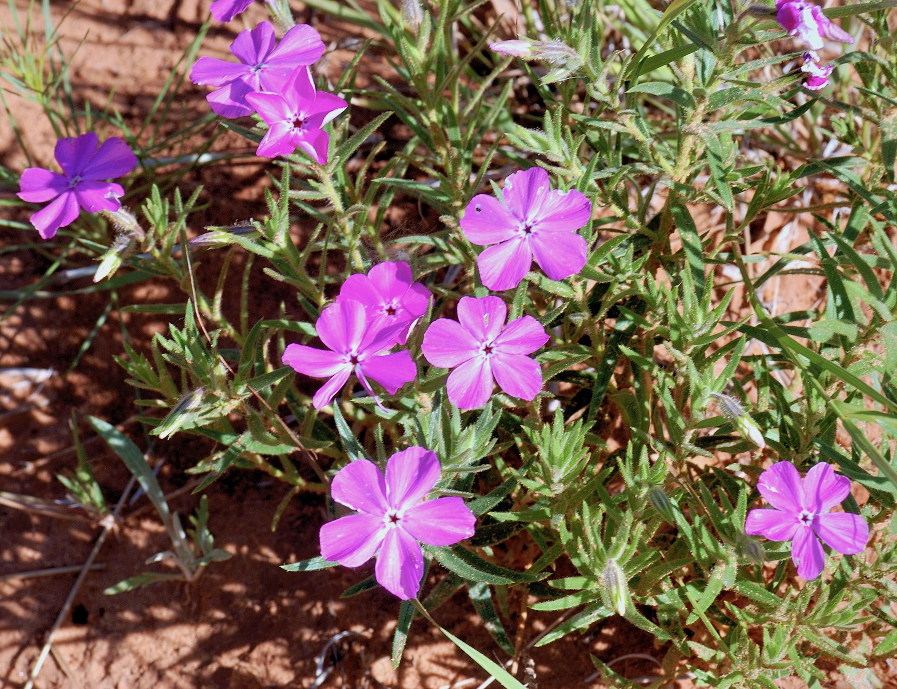 1-Phlox-nana-Santa-Fe-phlox-in