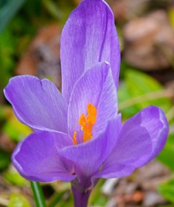 Crocus