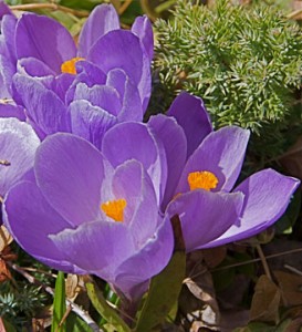 Crocus