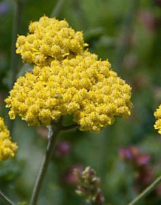 Moonshine yarrow (Achillea x Moonshine)