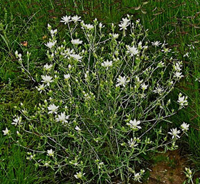 Adonis blazing star (Mentzelia multiflora)