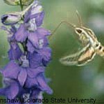 Hummingbird moth or Sphinx moth