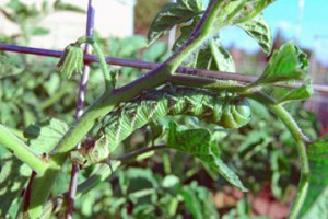 Tomato hornworm