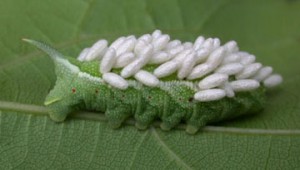 Hornworm with wasp cocoons