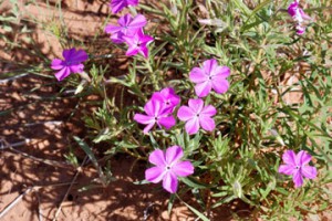 Phlox nana – Santa Fe phlox