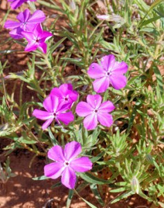 Phlox nana – Santa Fe phlox. Note leaves