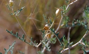 Seed pod