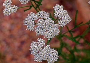 Western yarrow (Achillea millefolim var. lanulosa)