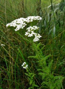 Western yarrow (Achillea millefolim var. lanulosa)