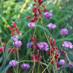 Dichelostemma congestum