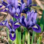 Iris reticulata