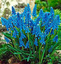 Muscari armeniacum