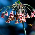 Nectaroscordum siculum ssp. bulgaricum