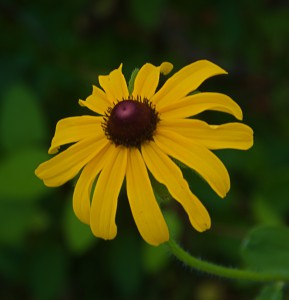 Close-up of Rudbeckia hirta (Black eyed Susan flower) by Janice Tucker