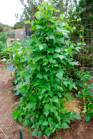 Ernerite Pole Beans Teepee