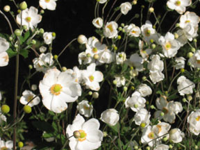 Anemone 'Honorine Jobert'