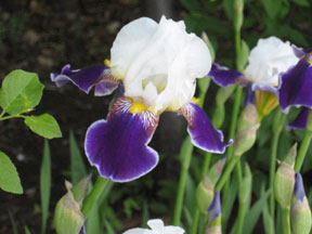 Iris ‘Wabash’