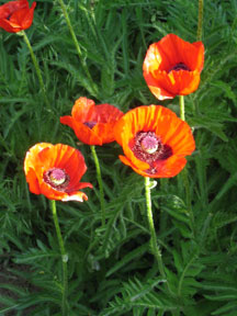 Papaver orientale