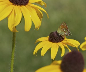 Rudbeckia hirta (Black eyed Susan) and Juniper Hairstreak Butterfly by Janice Tucker