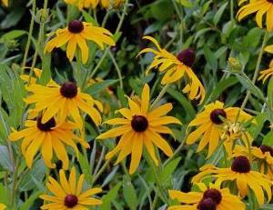 Rudbeckia hirta (Black eyed Susans) en masse by Janice Tucker