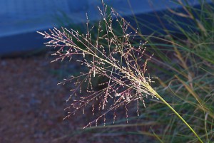 Alkali sacaton seed head