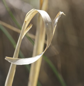 Alkali sacaton curled leaf