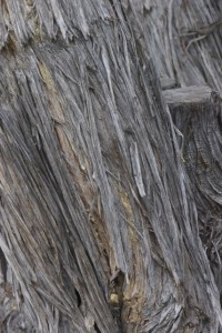 Juniper bark