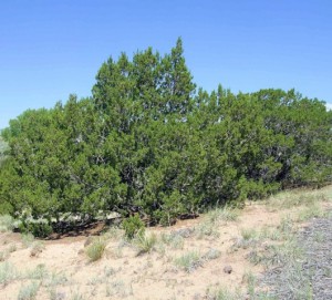 One-seeded Juniper (Juniperus monosperma)