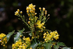 Mahonia aquifolium flower by J Tucker