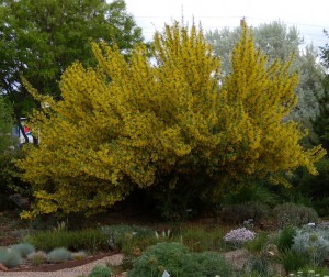 Mahonia haematocarpa by Tracy Neal