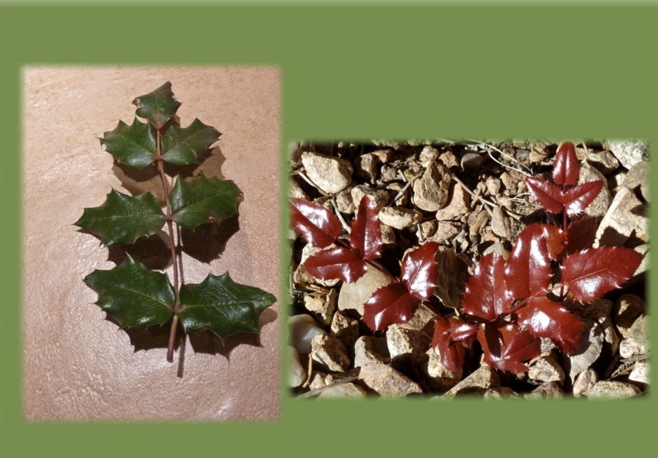 Mahonia leaves