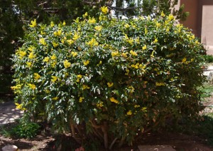 Mahonia aquifolium by Janice Tucker