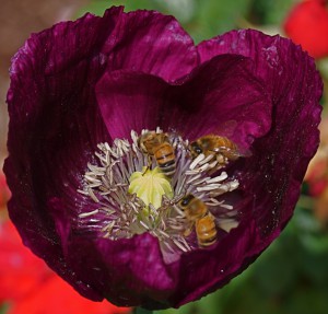 Breadseed poppy  'Lauren Springer Grape' P. somniferum