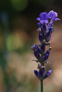 Close up of Lavender