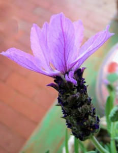 Spanish lavender L stoechas