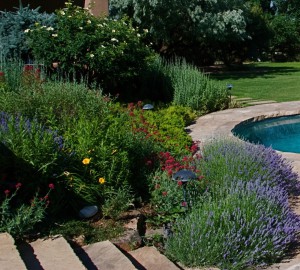 Lavender in garden