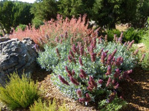 Salvia pachyphylla & Agastache cultivar