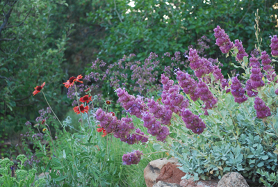 Salvia pachyphylla & Gaillardia Tokajer