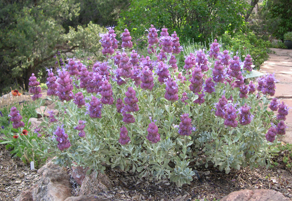 Salvia pachyphylla