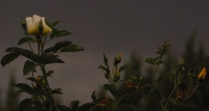 Golden Wings Rose in an Evening summer storm by Sonny Tucker