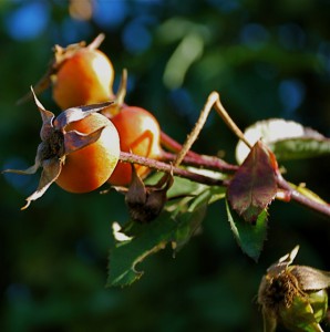 Golden Wings orange rose  hips Janice Tucker