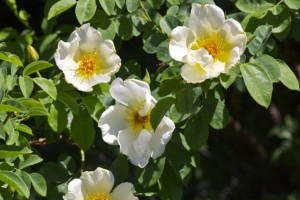 Golden Wings roses and leaves Janice Tucker