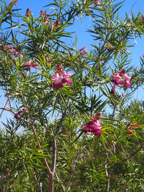 ART’S SEEDLESS™ desert willow (Photo Kate Willet)