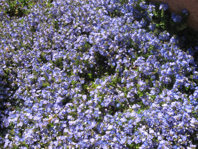 Wooly speedwell. Photo credit: Meredith Yue