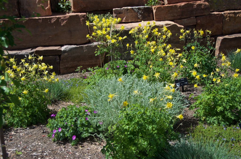 Golden columbine at Botanical Garden at Museum Hill (Photo: Janice Tucker)