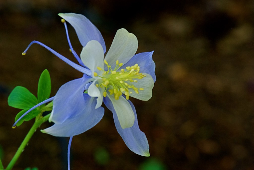 Blue columbine (Photo: Janice Tucker)