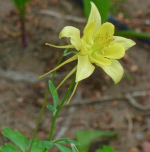 Yellow columbine side view (Photo: Janice Tucker)