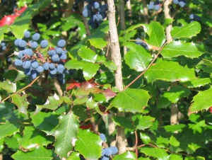 Berberis aquifolium