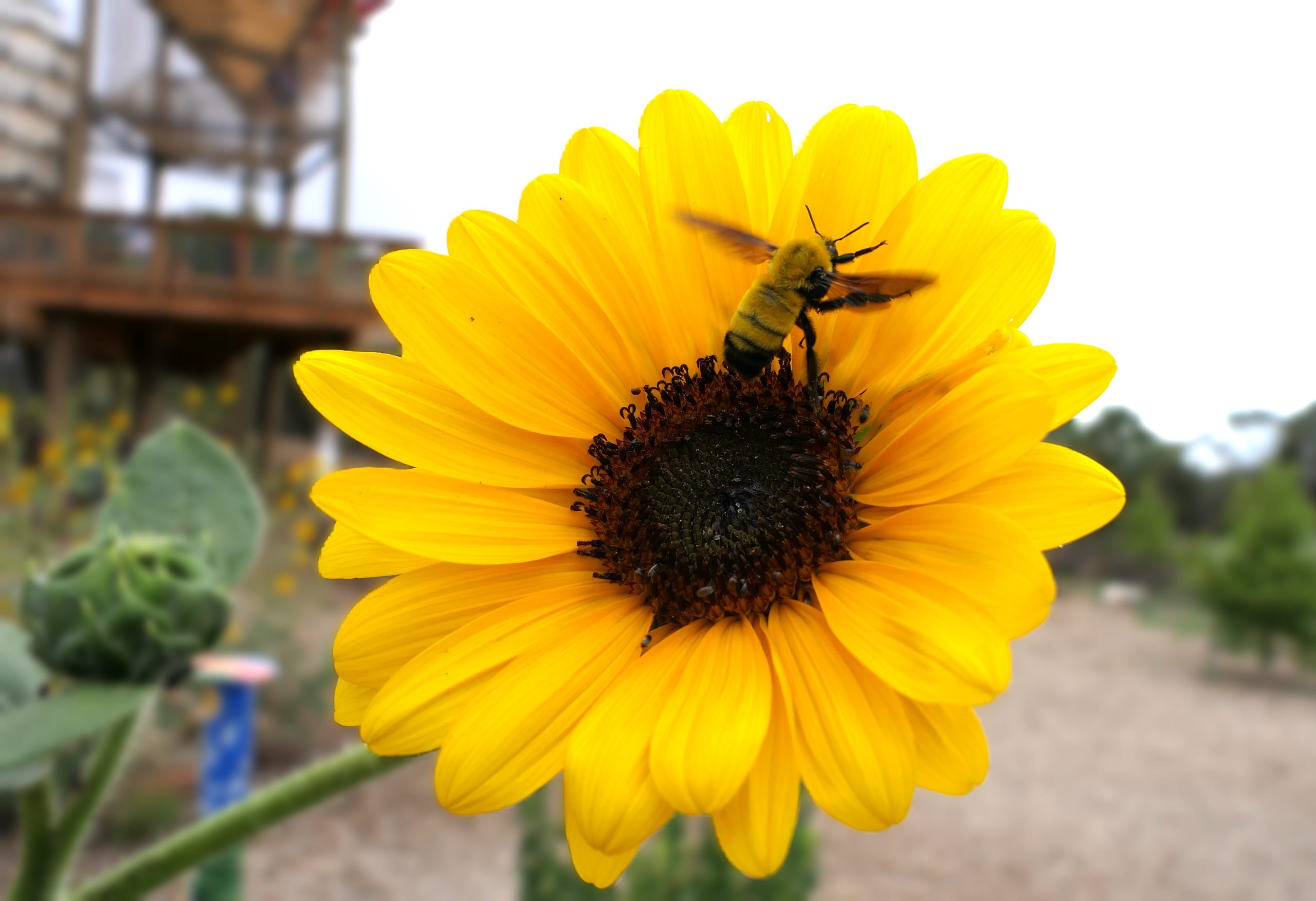 APRIL: Invertebrate of the Month - Santa Fe Botanical Garden